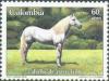 Colnect-523-611-White--Paso-Fino--Horse-.jpg