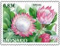 Colnect-2771-127-Flowers-%E2%80%93-Protea-cyranoides.jpg