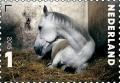 Colnect-2859-681--Isolde--Equus-ferus-caballus.jpg