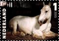 Colnect-2859-687--Ringo--Equus-ferus-caballus.jpg