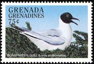 Colnect-4213-461-Bonaparte-s-Gull---Chroicocephalus-philadelphia.jpg