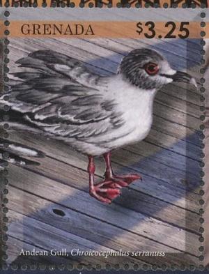 Colnect-4523-292-Andean-Gull----Chroicocephalus-serranus.jpg