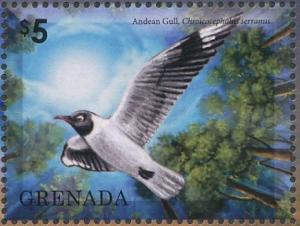 Colnect-4523-297-Andean-Gull----Chroicocephalus-serranus.jpg