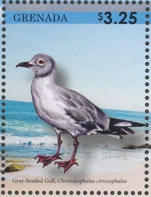 Colnect-4523-299-Grey-headed-Gull----Chroicocephalus-cirrocephalus.jpg