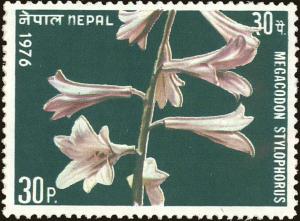 Colnect-4968-141-Flowers--Megacodon-stylophorus.jpg