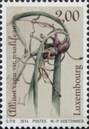 Colnect-5017-560-Tree-Onion---Allium-cepa-proliferum.jpg