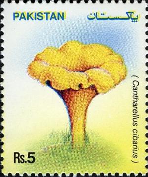 Colnect-598-639-Mushrooms---Cantharellus-cibarius.jpg