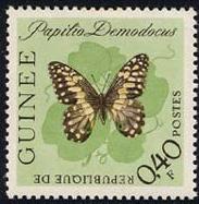 Skap-guinea_06_bfly.jpg-crop-183x187at372-1.jpg