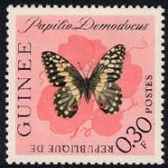 Skap-guinea_06_bfly.jpg-crop-186x185at188-3.jpg