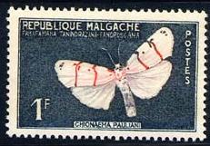 Skap-malagasy_01_bfly.jpg-crop-231x161at77-170.jpg