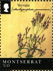 Colnect-1524-123-Vervain.jpg
