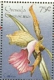 Colnect-2839-218-Cattleya.jpg