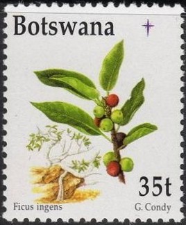 Colnect-1754-802-Ficus-ingens.jpg