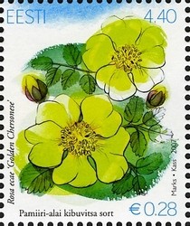 Colnect-420-737-Rosa-ecae.jpg