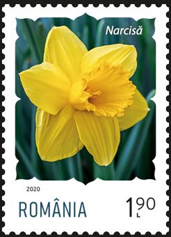 Colnect-6351-436-Daffodil.jpg