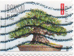 Colnect-1416-894-Black-pine.jpg