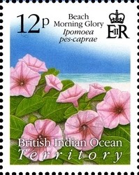 Colnect-1424-644-Beach-Morning-Glory.jpg