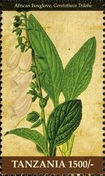 Colnect-1696-331-African-Foxglove.jpg