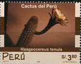 Colnect-2347-501-Haageocereus-tenuis.jpg