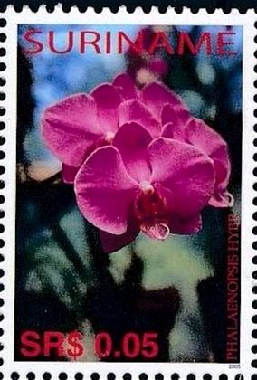 Colnect-3979-171-Phalaenopsis-hybrid.jpg