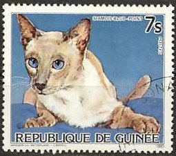 Colnect-1097-946-Blue-point-Siamese-Felis-silvestris-catus.jpg