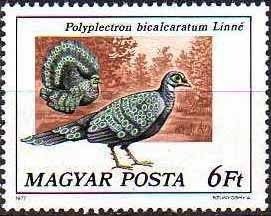 Colnect-584-894-Grey-Peacock-pheasant-Polyplectron-bicalcaratum.jpg