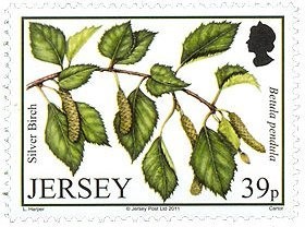 Colnect-1064-487-Silver-Birch---Betula-pendula.jpg