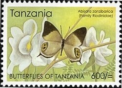 Colnect-1690-506-Delicate-Judy-Abisara-delicata-ssp-zanzibarica.jpg