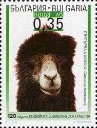 Colnect-1399-047-Bactrian-Camel-Camelus-bactrianus.jpg