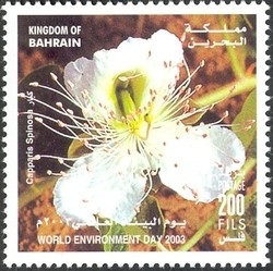 Colnect-1420-440-Capparis-Spinosa.jpg