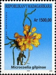 Colnect-1458-406-Microcoelia-gilpinae.jpg