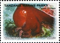 Colnect-1692-538-Octopus-Octopus-sp.jpg