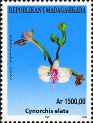 Colnect-1458-400-Cynorchis-elata.jpg