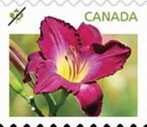 Colnect-1178-393-Daylilies-purple.jpg