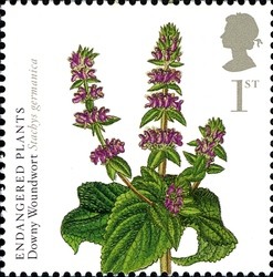 Colnect-619-663-Downy-Woundwort.jpg