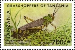 Colnect-1696-303-Green-Milkweed-Locust-Phymateus-viridipes.jpg