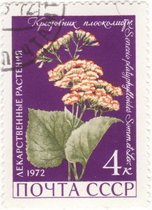 Colnect-966-641-Senecio-platyphyllos.jpg