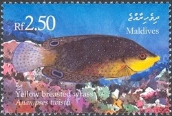 Colnect-961-969-Yellow-breasted-Wrasse-Anampses-twistii-.jpg