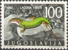 Colnect-2499-774-European-Green-Lizard-Lacerta-viridis.jpg