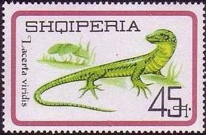 Colnect-452-974-European-Green-Lizard-Lacerta-viridis.jpg