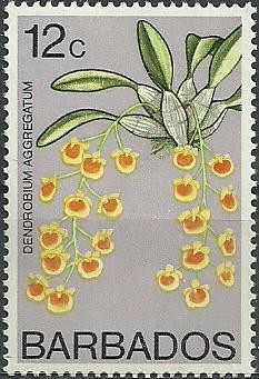 Colnect-1784-672-Ornithidium-aggregatum-synDendrobium-aggregatum.jpg