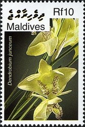 Colnect-2362-932-Dendrobium-junceum.jpg