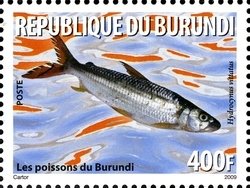 Colnect-962-103-African-Tigerfish-Hydrocynus-vittatus.jpg