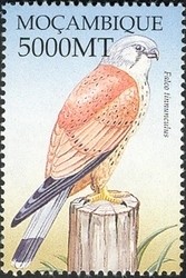 Colnect-1486-291-Common-Kestrel-Falco-tinnunculus.jpg