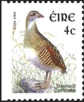 Colnect-1902-371-Corncrake-or-Landrail-Crex-crex.jpg