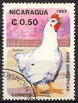 Colnect-2143-347-Chicken-Gallus-gallus-domesticus.jpg