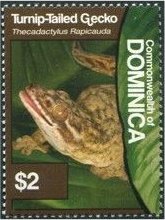 Colnect-3292-729-Turnip-tailed-Gecko-Thecadactylus-rapicauda.jpg