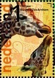Colnect-1485-541-Rothschild-Giraffe-Giraffa-camelopardalis-rothschildi.jpg