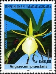 Colnect-1458-407-Angraecum-praestans.jpg