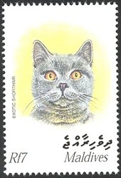 Colnect-961-844-Exotic-Shorthair-Felis-silvestris-catus.jpg